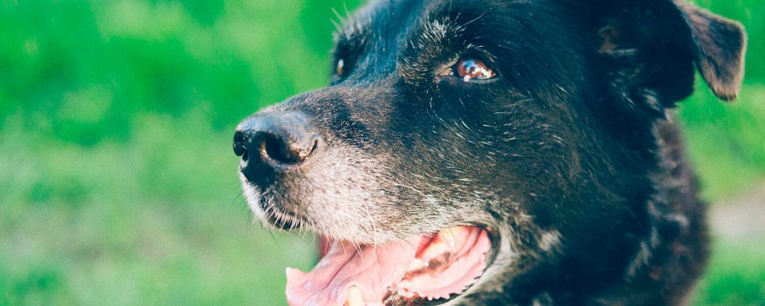 Geriátrico animales Vitoria