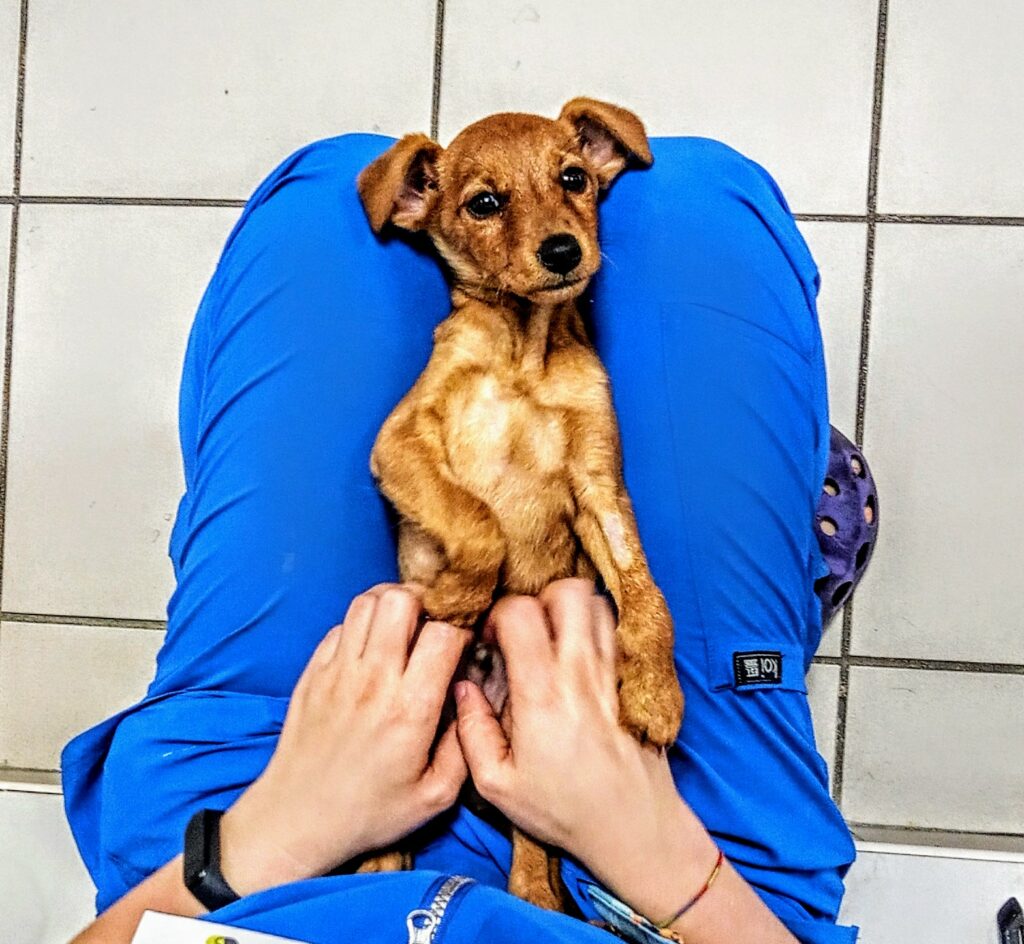 COBI